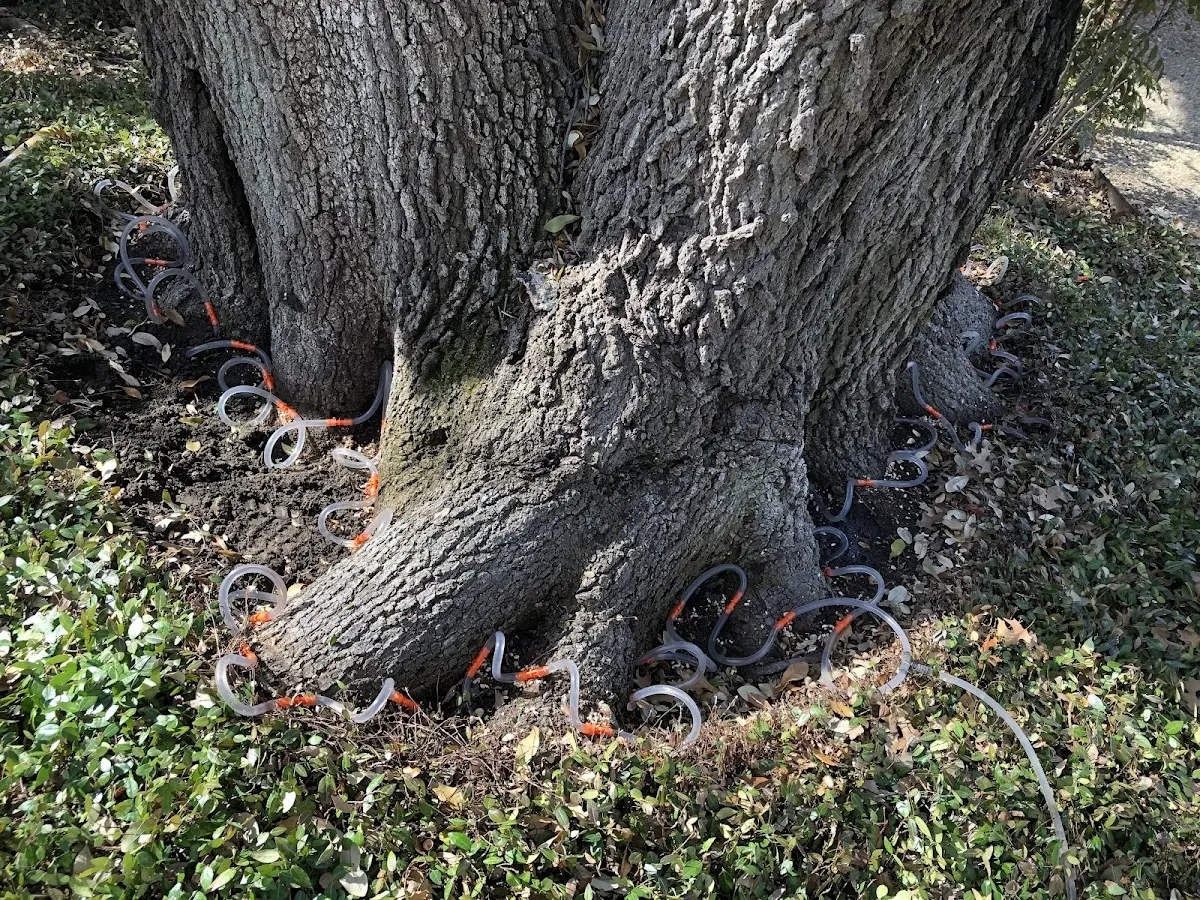 Detailed Tree Cabling and Bracing job site in Williamstown